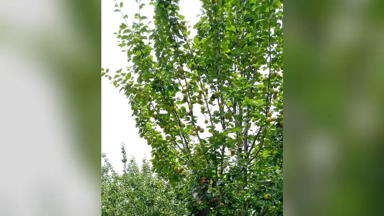 महाराष्ट्र-दिल्ली समेत कई राज्यों में है नेतरहाट की नाशपाती की डिमांड, अंतरराष्ट्रीय स्तर की है गुणवत्ता