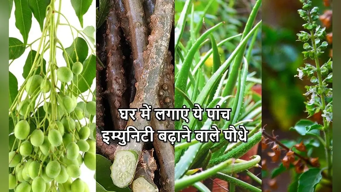 आज ही घर में लगाएं एलोवेरा, तुलसी, गिलोय समेत ये 5 Immunity बढ़ाने वाले पौधे, जानें सेवन करने का सही तरीका