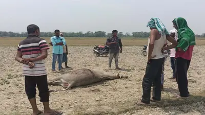 नीलगाय के आतंक से परेशान हैं गढ़वा के किसान, लाखों हेक्टेयर भूमि में प्रभावित हो गयी है खेती