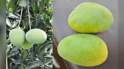 धनबाद : इलेक्ट्रो स्टील के मैनेजर की दुर्घटना में मौत पर उबाल, ट्रक फूंका, सड़क जाम कर धरना पर बैठे