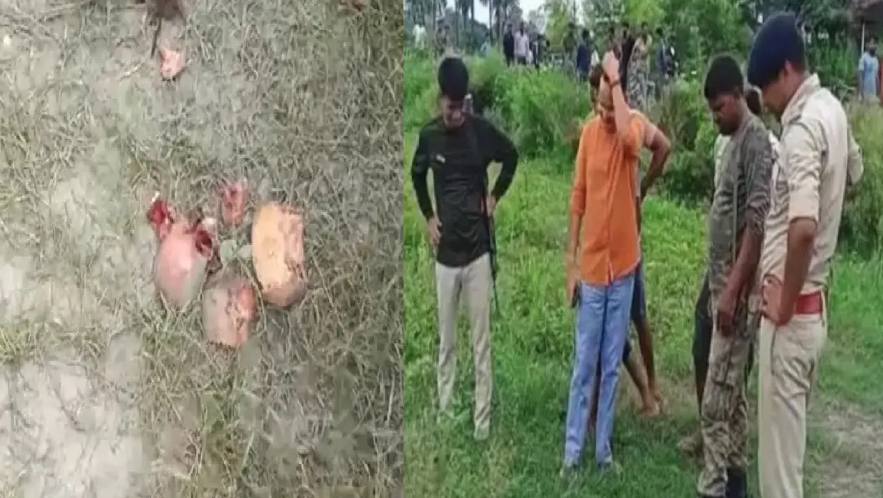 वैशाली में कद्दू को कंकाल समझ ग्रामीणों ने बुला ली पुलिस, जानें फिर क्या हुआ