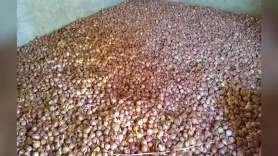 Onion Crisis: होली से पहले रुलाएगा प्याज? मोदी सरकार ने उठाया यह कदम