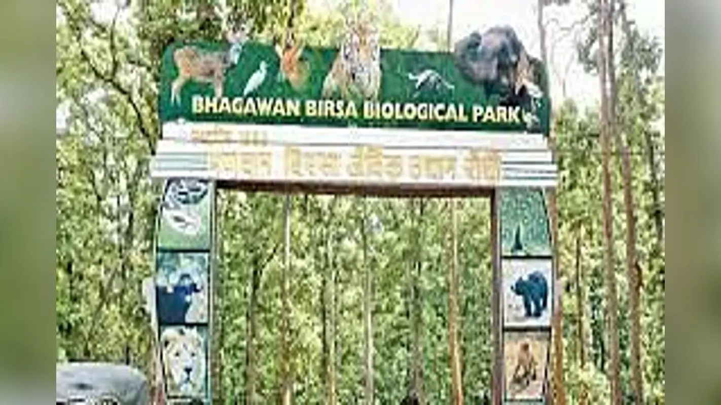 रांची के बिरसा जू में जल्द आयेंगे जेब्रा, कोलकाता से लाने की चल रही तैयारी