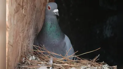 ALERT: तोते-कबूतर से करते हैं प्यार तो जरा संभलकर, जान लें क्या है खतरा