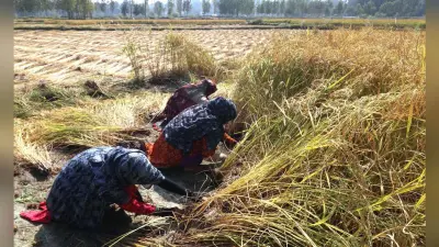 बिहार में रैयत किसानों की धान अधिप्राप्ति की सीमा 200 से बढ़ाकर 250 क्विंटल करने का आदेश, अनियमितता वाली पैक्स की होगी जांच