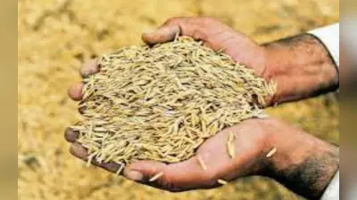 धान बेचने वाले किसानों को 6 माह बाद भी नहीं मिला पैसा, परेशान हैं चतरा के अन्नदाता
