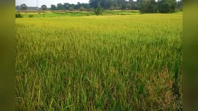 कुड़मालि कविता : धान सेंइति पाड़ेइने