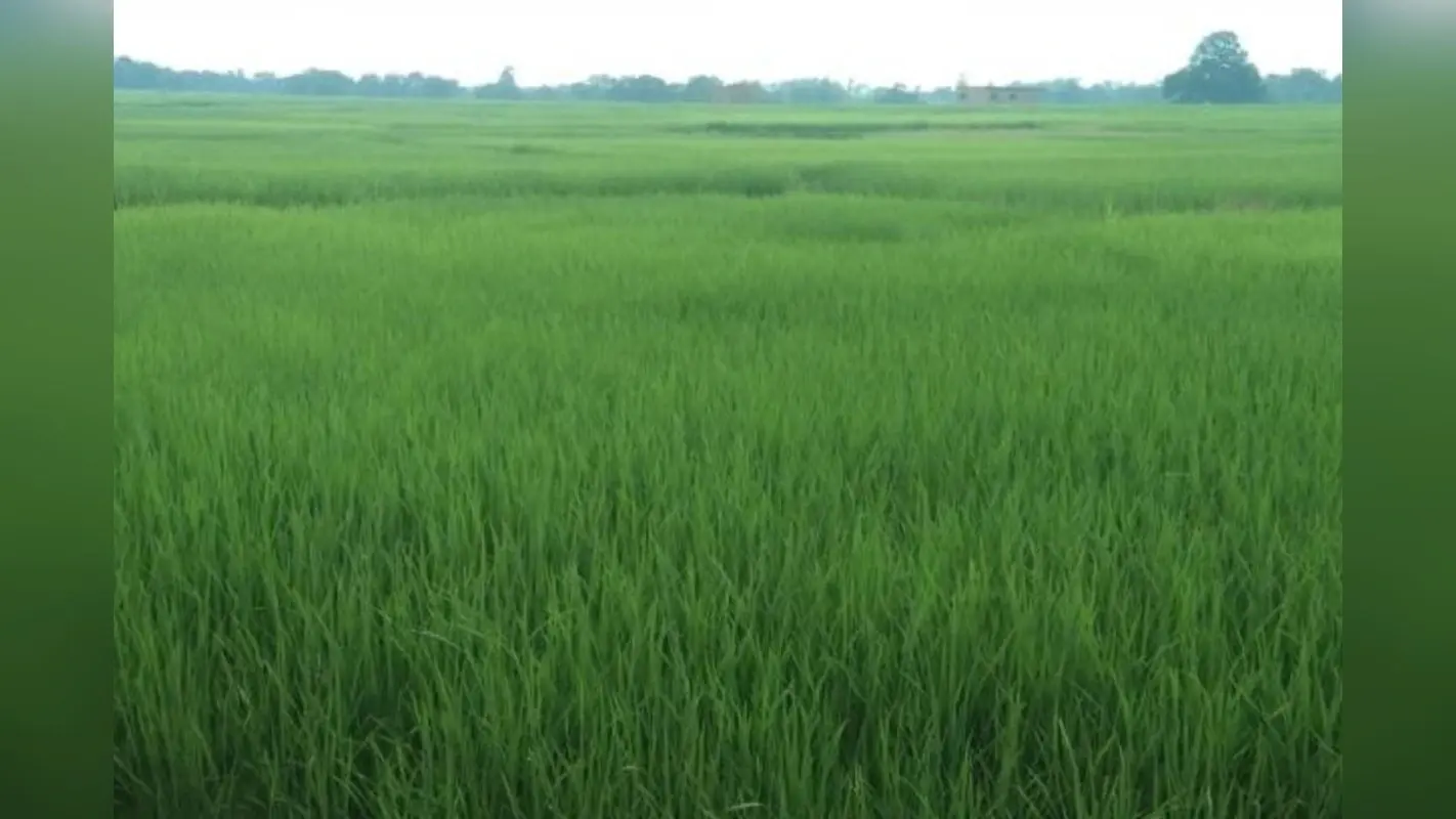 झारखंड का एक इलाका, जहां सिंचाई के लिए किसान मानसून की बारिश पर नहीं रहते निर्भर, लहलहा रही हैं धान की फसलें