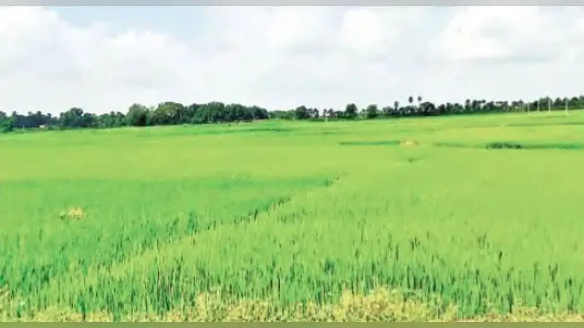 जलजमाव से परती रह गये खेतों के लिए पहली बार किसानों को मिलेगा अनुदान, सब्सिडी के लिए 1002 करोड़ रुपये मंजूर