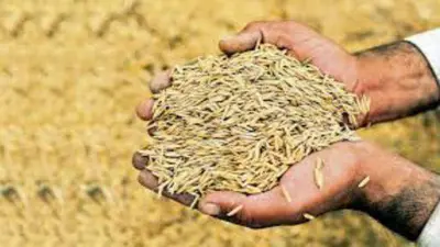 धान बेचने के बाद फंसा रजिस्ट्रेशन का पेच, लौटाया जा रहा धान, किसान परेशान