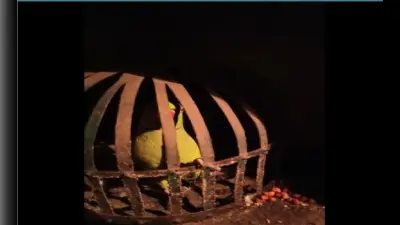 Video : बिहार पुलिस पर भारी पड़ा शराब माफिया का तोता, पुलिस ने पूछा सवाल तो जानें पक्षी ने क्या दिया जबाव
