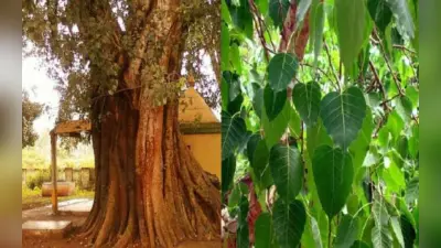 पर्यावरण से छेड़छाड़ का नतीजा, झारखंड से गुम हो रहा सालों पुराना ‘रिवाज’