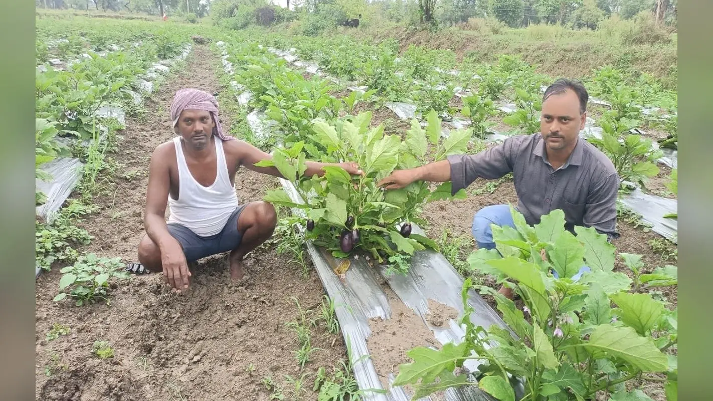 Jharkhand News : झारखंड में सुखाड़ की आशंका, लेकिन पलामू के किसान बैंगन की खेती से करेंगे लाखों की कमाई