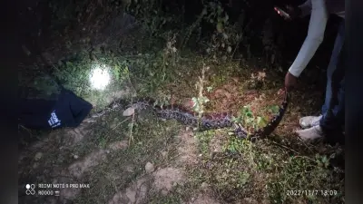 पलामू में फिर निकला विशाल अजगर, वन विभाग ने पकड़ कर जंगल में छोड़ा
