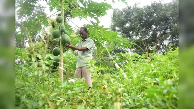 Papaya Cultivation : झारखंड के पश्चिमी सिंहभूम में 25 एकड़ में किसान कर रहे पपीते की खेती, इस किस्म का कर रहे प्रयोग