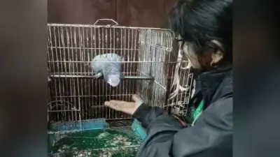 Agra News: दो मालिकों के बीच फंसा तोता, थाने में घंटों चली पंचायत, जानें पैरेट ने किसे कहा- मम्मी-पापा