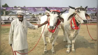 Kisan Credit Card से मछली और पशुपालक भी ले सकते हैं लोन, जानिए क्या है तरीका…