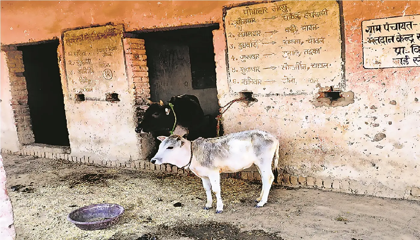औरंगाबाद में स्कूल को बना दिया तबेला, विद्यालय में शिक्षक की जगह मिले मवेशी, बच्चों की पढ़ाई पर संकट