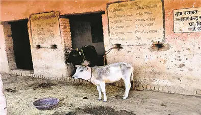 औरंगाबाद में स्कूल को बना दिया तबेला, विद्यालय में शिक्षक की जगह मिले मवेशी, बच्चों की पढ़ाई पर संकट