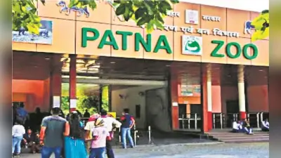 गर्मी का असर : पटना जू में चिम्पांजी खा रहा दही-चावल, भालू को दिया जा रहा शहद, घटी विजिटर्स की संख्या