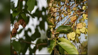 Chilbil Benefits: त्वचा और शुगर रोग में बेहद कारगर है चिलबिल की छाल, जानें कैसे करें सेवन