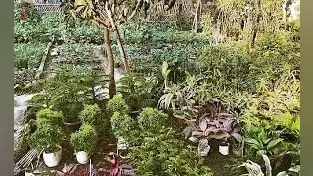रांची में आम से लदे 64 पेड़ों को अज्ञात लोगों ने काटा, प्राथमिकी दर्ज, पौधरोपण योजना के तहत लगा था वृक्ष