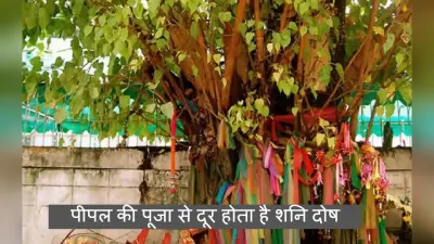 Shaniwar Puja Upay: शनिवार को शाम के समय पीपल पेड़ के नीचे जलाएं सरसों तेल का दीया, दूर होगी हर परेशानी