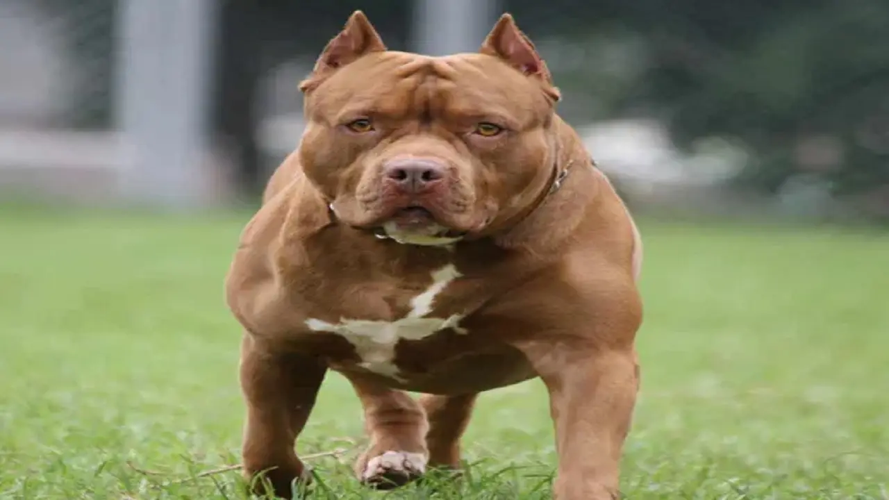 Ghaziabad Dog Attack: गाजियाबाद में अब पिटबुल ने बनाया 10 साल के मासूम को शिकार, चेहरे पर आए 150 टांके