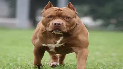 Pitbull Attack: गाजियाबाद में पिटबुल का आतंक, 11 साल की बच्ची पर किया हमला, घायल कर दिए दोनों पैर