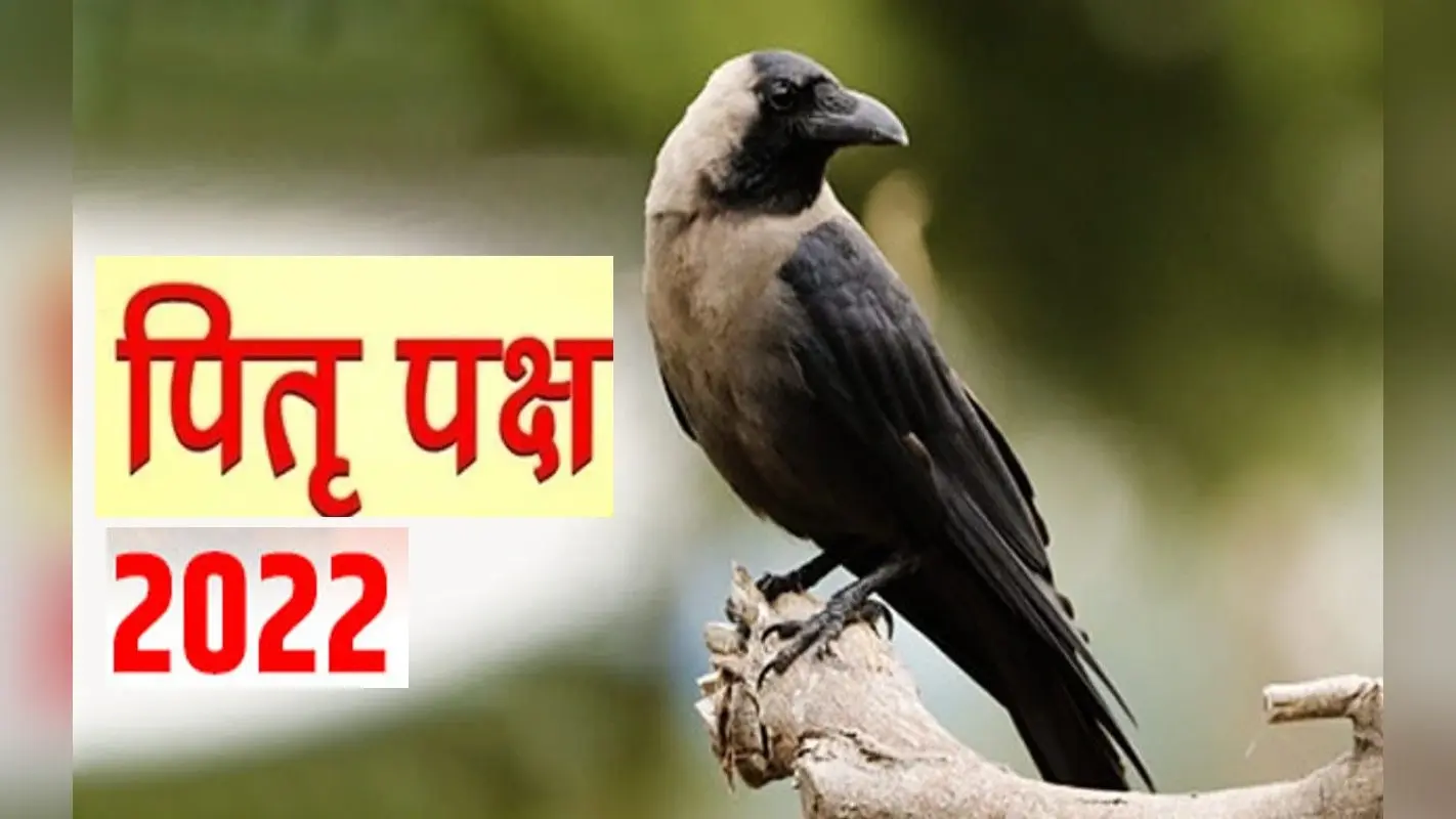 Pitru Paksha 2022: पितृ पक्ष में इन जीवों को कराएं भोजन, मिलता है आशीर्वाद
