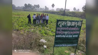 Sugar Free Potato News : झारखंड के पलामू में हो रही शुगर फ्री आलू की खेती, पढ़िए कैसे किसानों का यह प्रयोग बना चर्चा का विषय