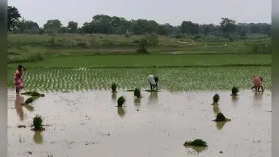 जिले में 90 फीसदी रोपनी पूर्ण