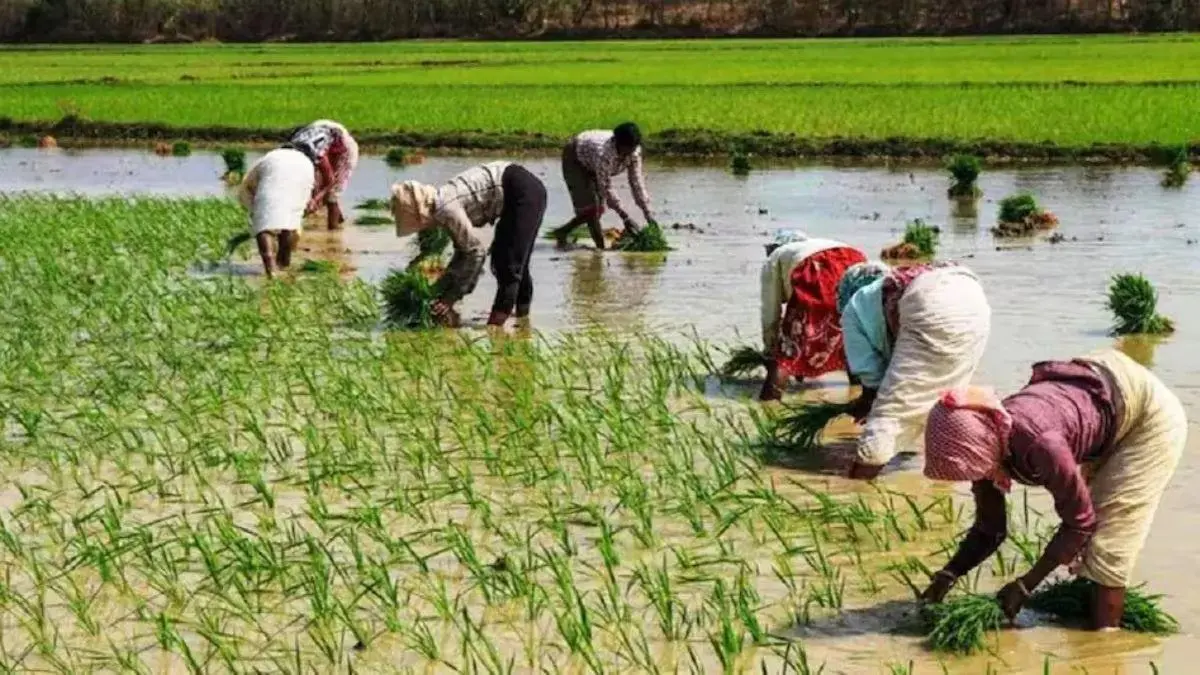 PMFBY: प्रधानमंत्री किसान फसल बीमा योजना क्या है? कैसे मिल सकता है लाभ? UP में 10 अगस्त तक होंगे रजिस्ट्रेशन