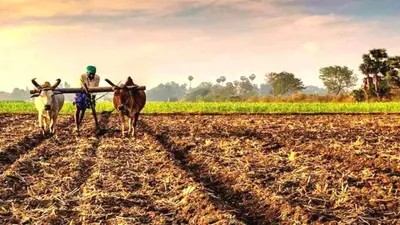 Madhepura में खेत उगल रहा पीला सोना, किसानों की नहीं चमक रही किस्मत