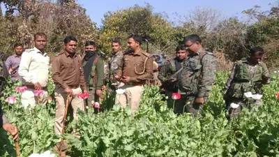 Gaya: सुरक्षाबलों ने डुमरिया के भदवर में की कार्रवाई, 27 एकड़ में लगी अफीम की फसल की गयी नष्ट