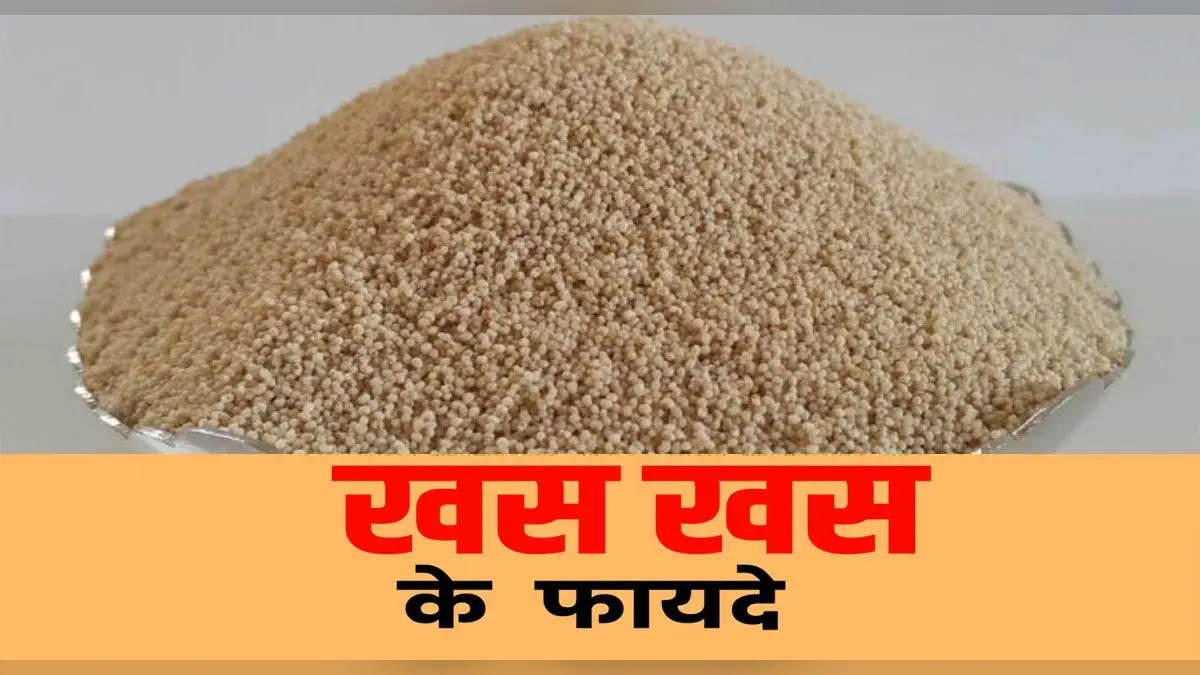 Poppy Seeds Benefits: बड़ा फायदे का है खसखस का इस्तेमाल, हड्डियों व दांतों को ऐसे बनाता है मजबूत