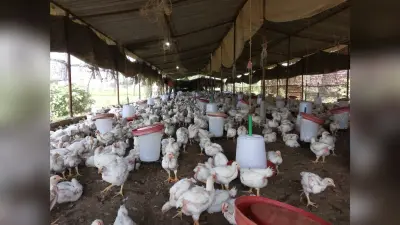 Coronavirus Lockdown Jharkhand LIVE: मुंबई में फंसे झारखंड के 300 युवकों ने मुख्यमंत्री हेमंत सोरेन, सांसद व विधायक से लगायी वापसी में मदद की गुहार