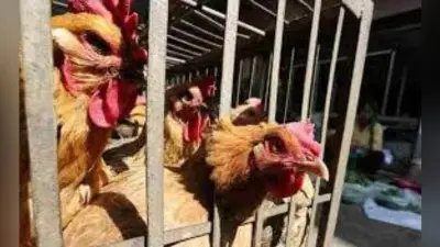 बिहार : कोरोना से पस्त मुर्गीपालन कारोबार, एक हजार करोड़ का हुआ नुकसान