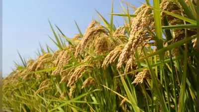 Grain Storage: योजना के लिए पांच सौ अतिरिक्त पैक्स की पहचान की गयी