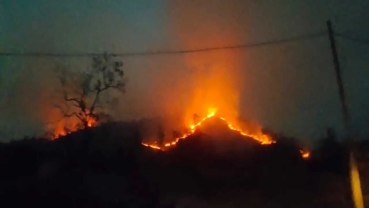 Jharkhand News:झारखंड के पलामू टाइगर रिजर्व में क्यों रुक गया बाघों की गिनती का काम, कितना फीसदी हुआ पूरा