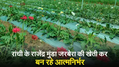VIDEO: जरबेरा की खेती कर रांची के युवा किसान राजेंद्र मुंडा बन रहे आत्मनिर्भर