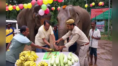 Elephant Rajni Birthday: जमशेदपुर में हथिनी रजनी का धूम-धाम से मना जन्मदिन, 15 पाउंड का कटा केक
