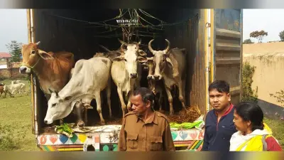 रांची के रास्ते गौवंश की तस्करी, पुलिस ने 38 मवेशियों को बचाया, कंटेनर के चालक समेत 3 फरार