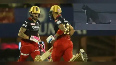 IPL 2022: काली बिल्ली ने उठाया आरसीबी और पंजाब मुकाबले का लुत्फ, साइट स्क्रीन पर किया कब्जा, वीडियो वायरल