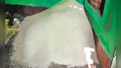 कैमूर के गोबिंद भोग चावल हैं खास, अयोध्या में इससे रामलला को लगता है भोग