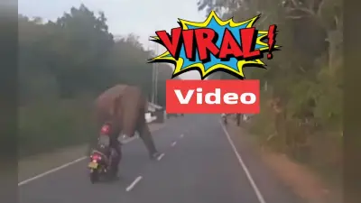 Viral Video: मौत को चकमा देकर बच निकला हाथी, महिला ड्राइवर से ऐसे बचाई अपनी जान, देखें वायरल वीडियो