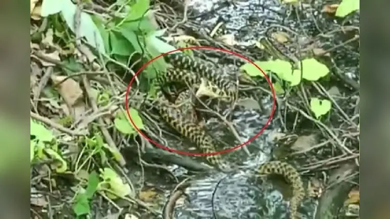 Two snakes fight for a frog: एक मेंढक के लिए दो सांप के बीच क्या हुआ, देखिए इस videos में