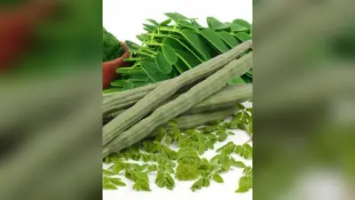 औषधीय गुणों से भरपूर सहजन बना बिहार के किसानों की पहली पसंद, सरकार देगी 50 प्रतिशत अनुदान