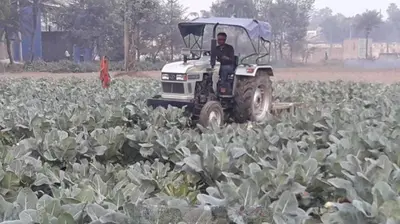 MSP पर गारंटी की बात कर रही सरकार, लेकिन सही कीमत नहीं मिलने से खड़ी फसल पर ट्रैक्टर चला दिया किसान