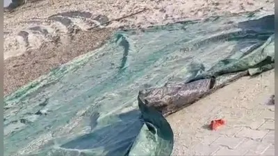 आगरा: हाईकोर्ट की रोक के बावजूद सत्संग सभा ने डूब क्षेत्र में बना दी सड़क, काली पॉलीथिन से छिपाई
